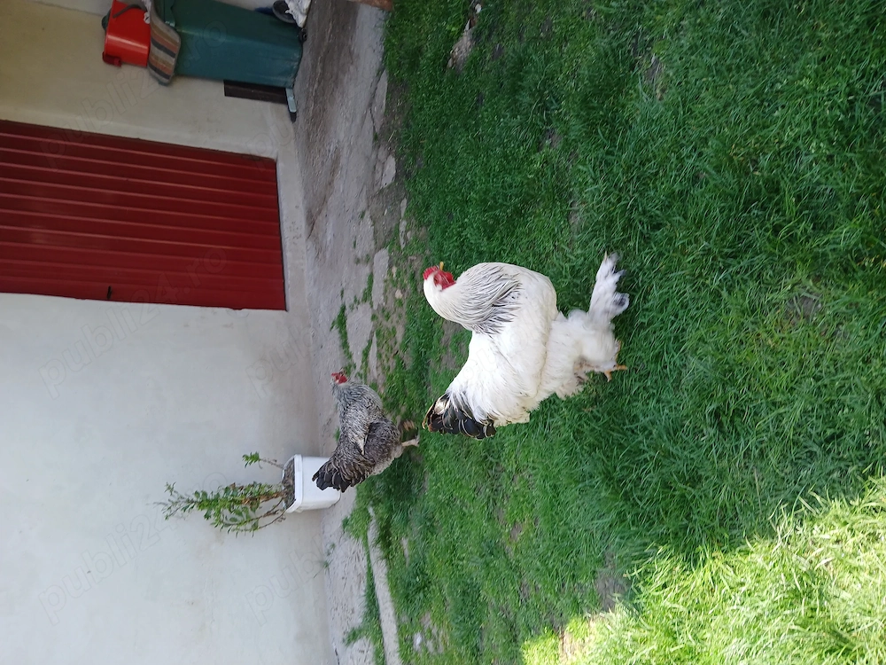 Ouă de găini brahma, 