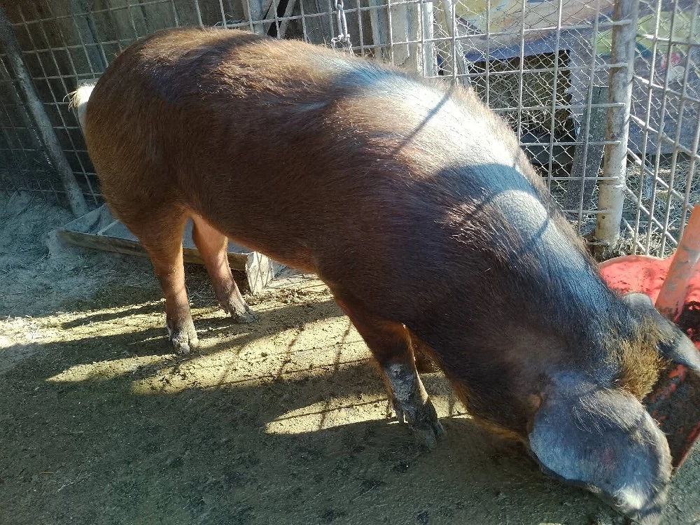 Porc Duroc