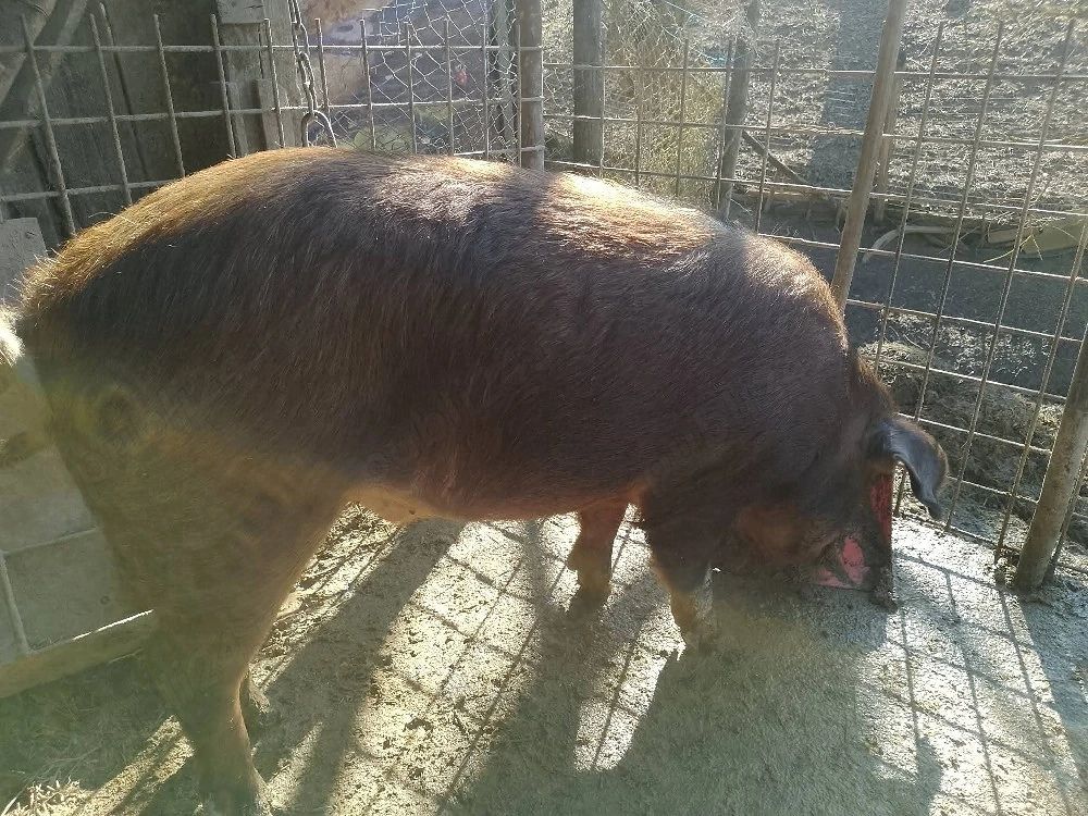 Porc Duroc