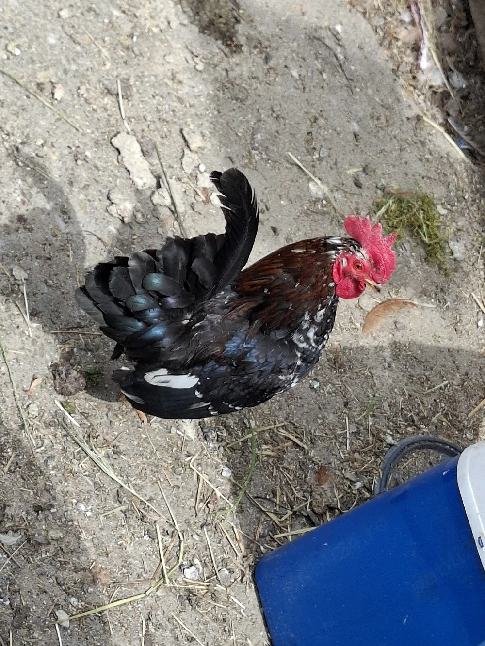 vând cocoși pitici
