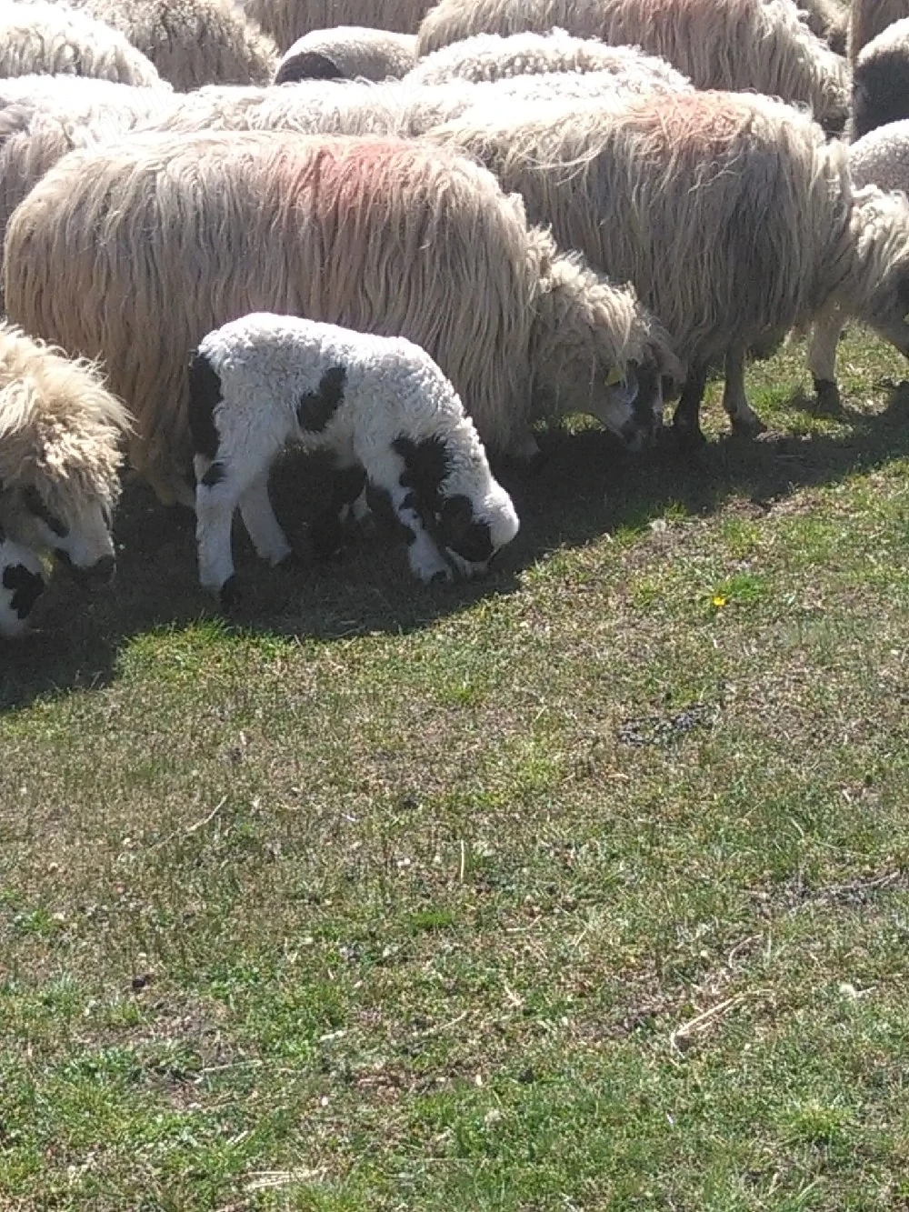 vand un mieluț din doi de 10 zile 