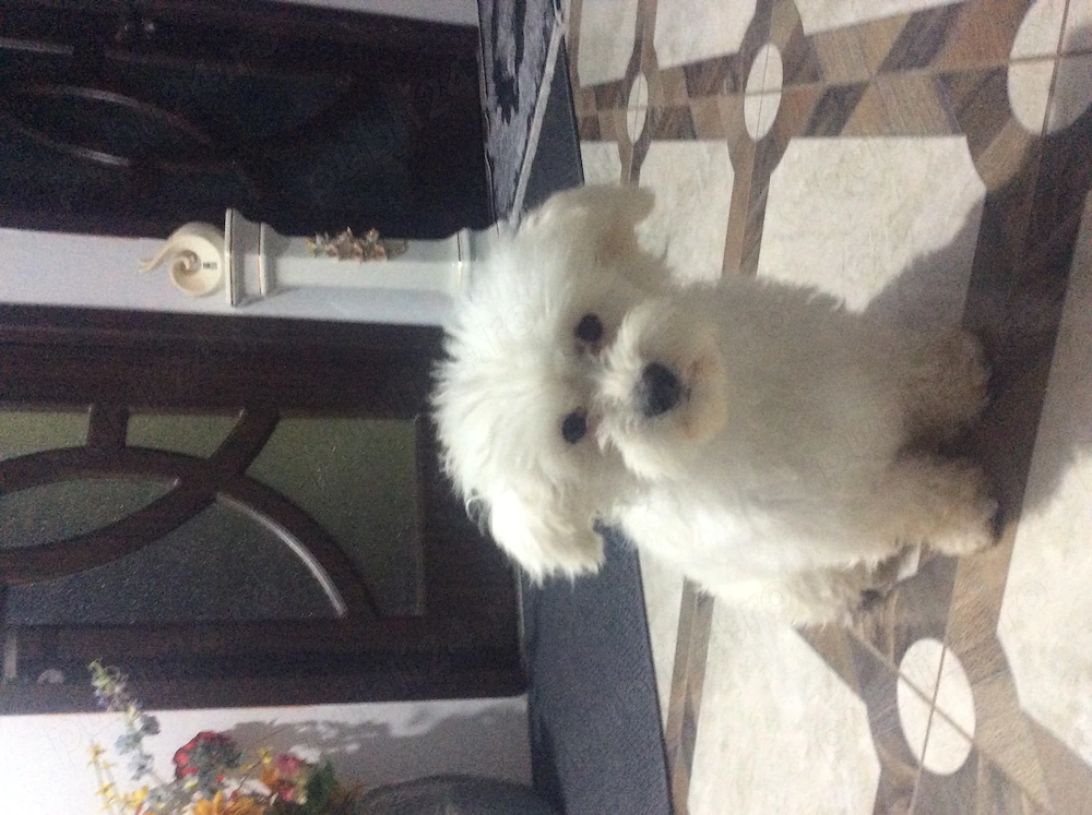 Bichon maltez (femelă)