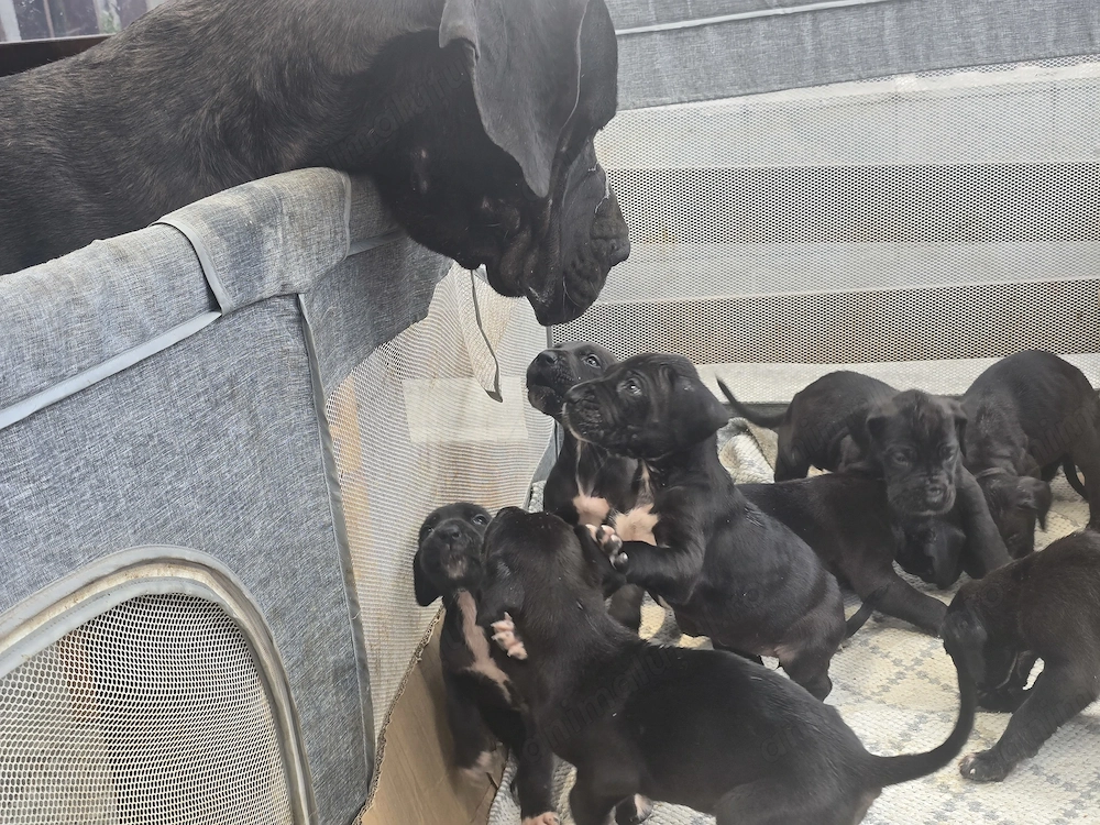 Great Dane dog german Marele Danez 