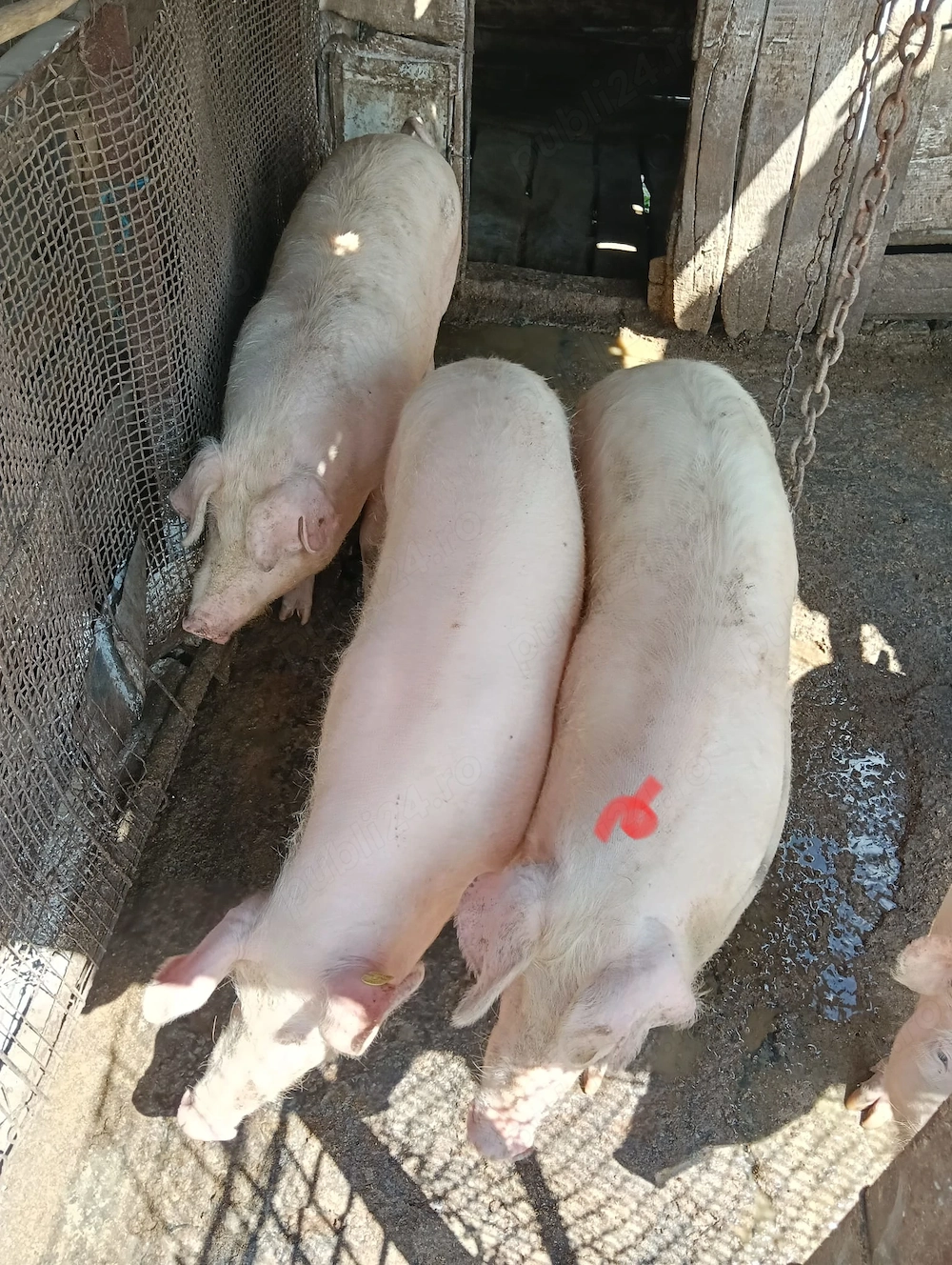 Vand porc in jur de 70 kg
