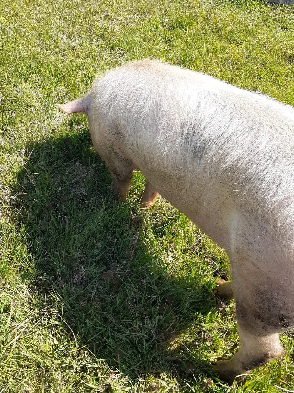 porc de vinzare