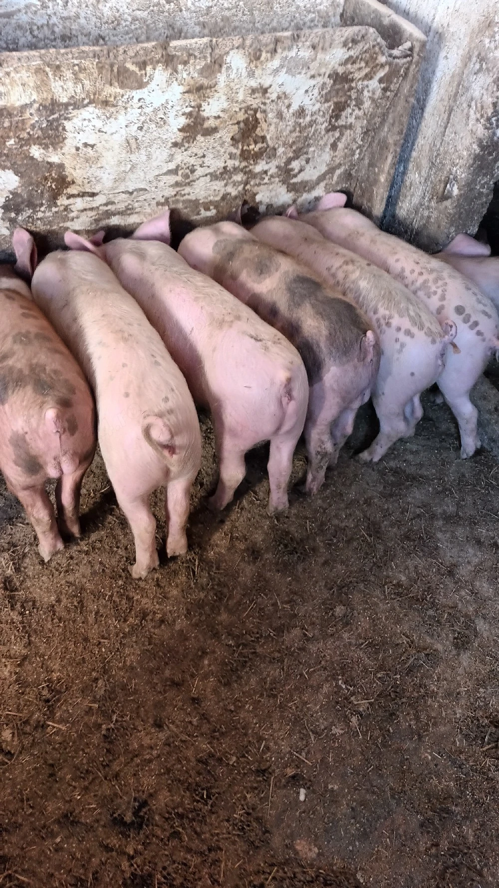 Disponibili 4 purcei pe ales