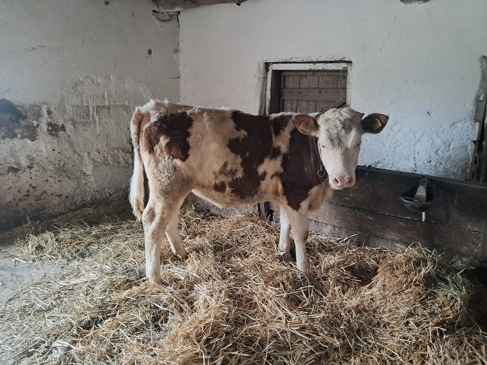 Vitea baltata romaneasca 