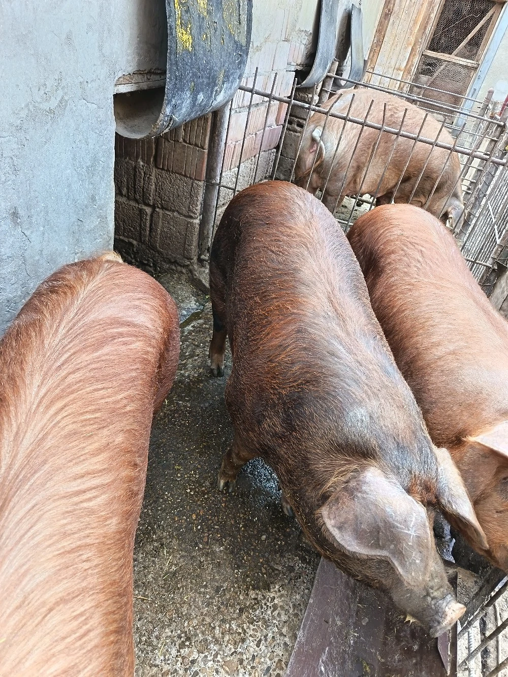 Vând porc pt sacrificat