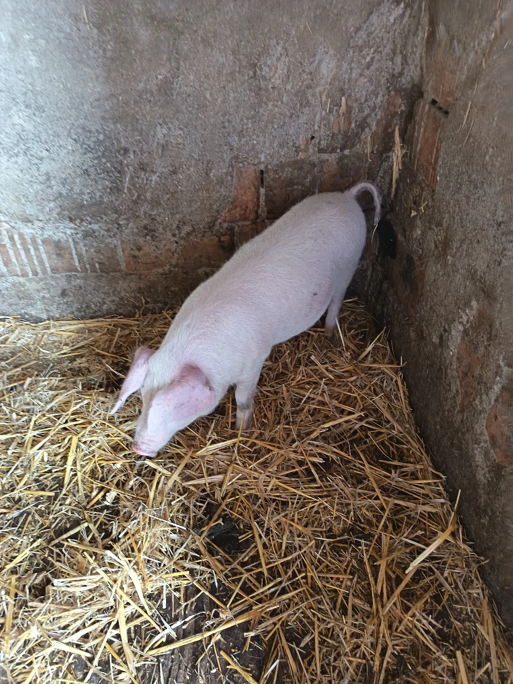 Vând porc pt sacrificat si un soldan