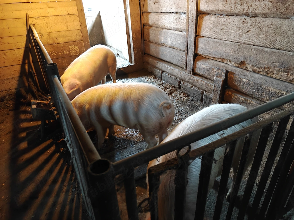 Vând porci sănătoși, 120 de kg
