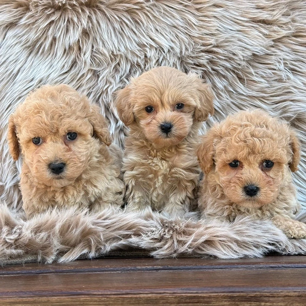 puiuti maltipoo pudel + bichon 