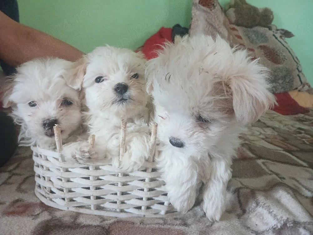 cațeluși de vânzare