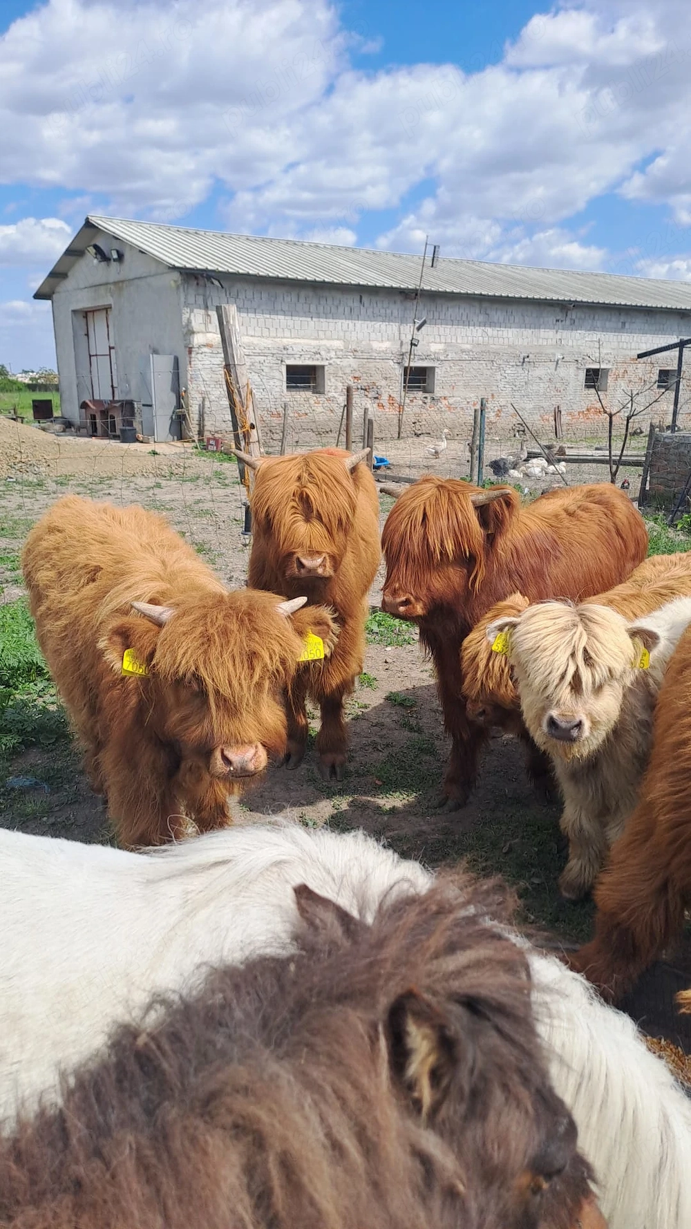 Vând highland scoțian !