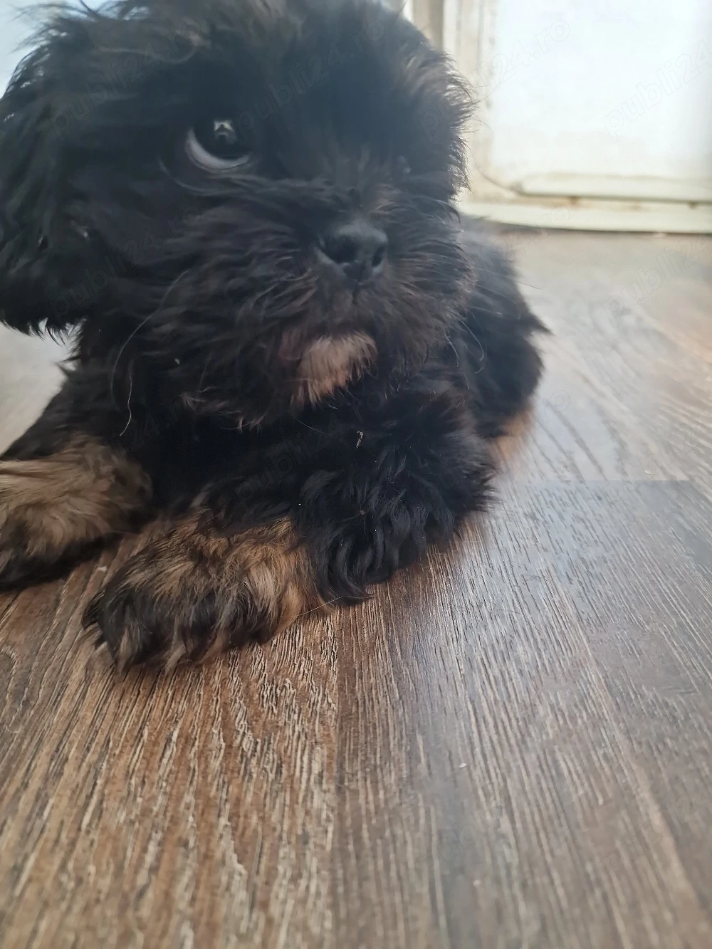 shih tzu 2 luni. baietel 