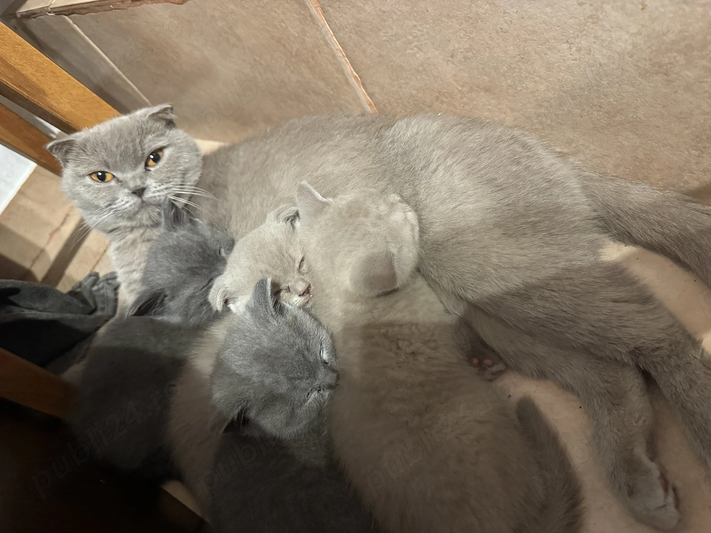 Pisici british shorthair  scottish