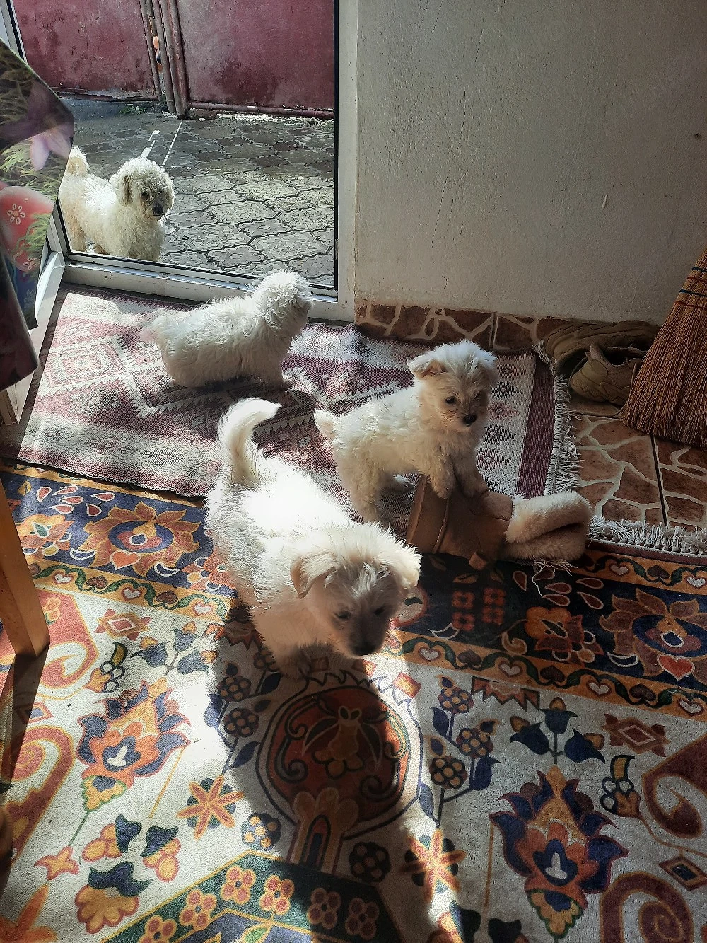 căței de vinzare