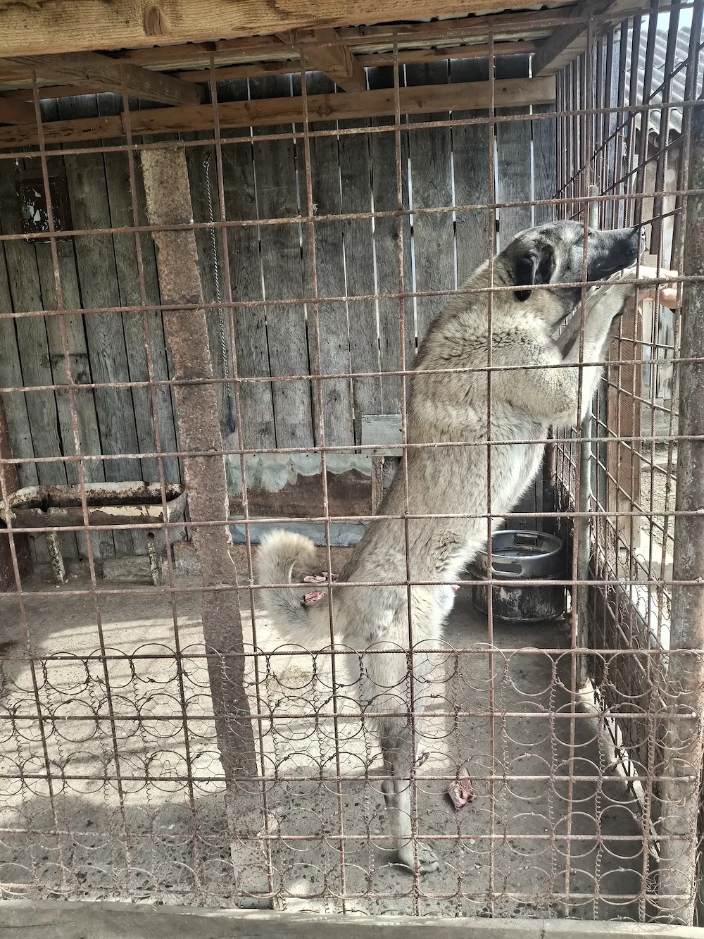 Kangal mascul