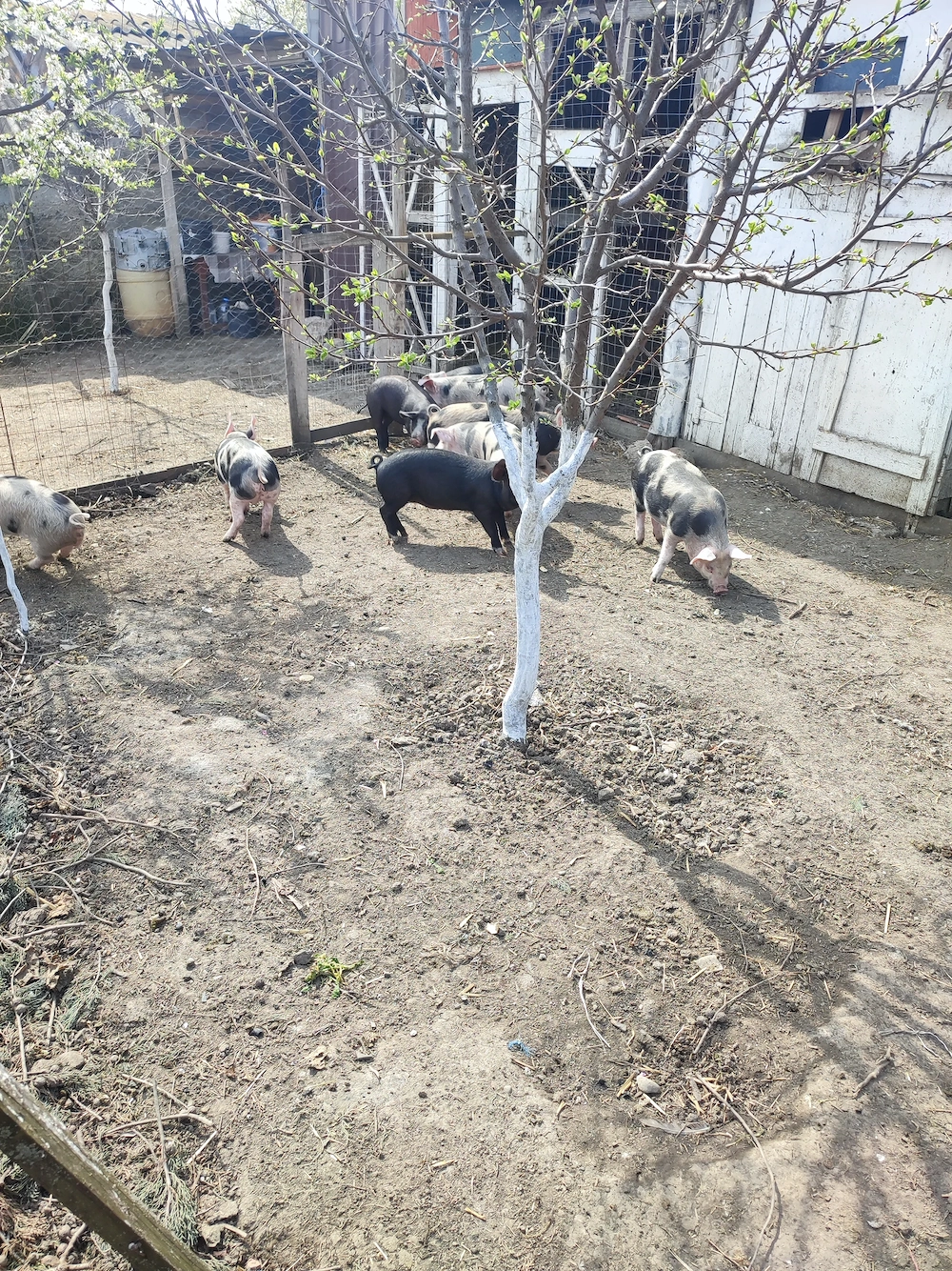 Porci de vanzare