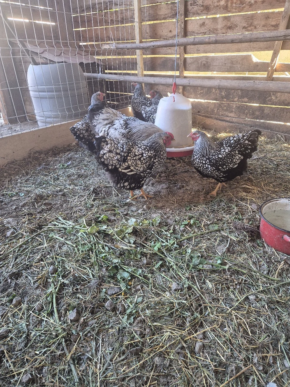 wiandote de vanzate si o fam australorp!