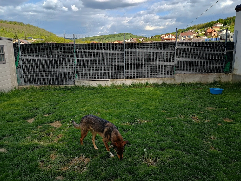 Donez catel talie mijlocie ,2 ani.