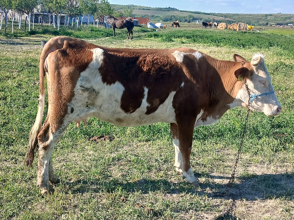 Vând junincă  este a făta