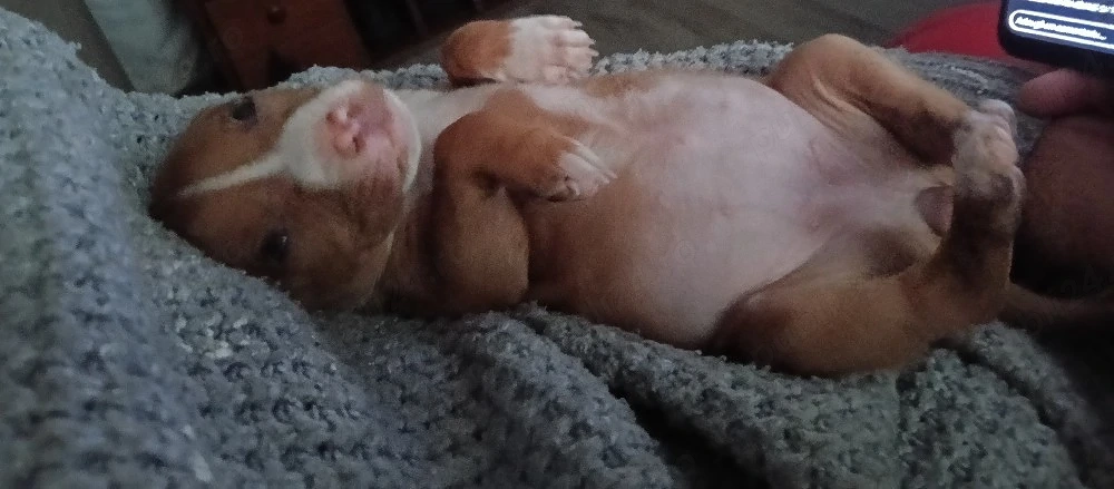 cățelușa Amstaff,de vânzare 
