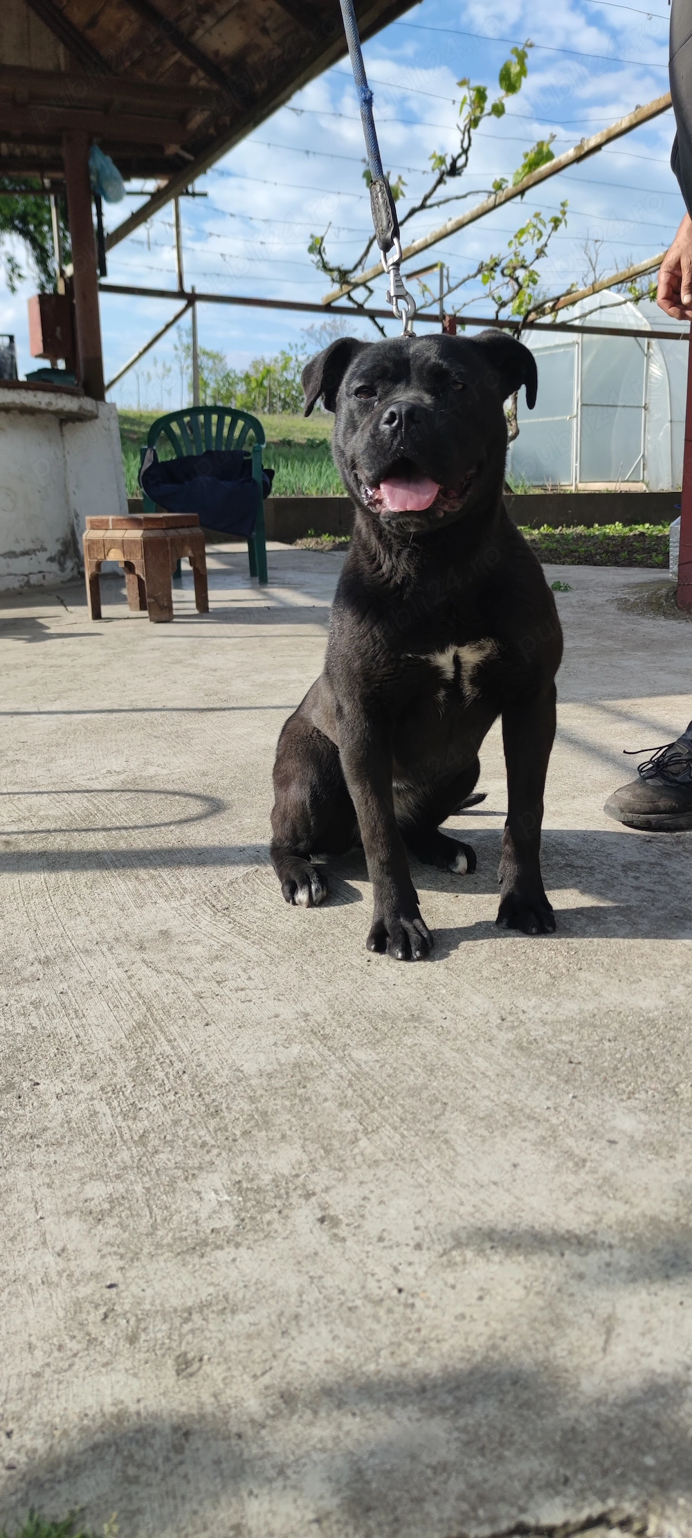 Vând cățelușa Cane Corso 