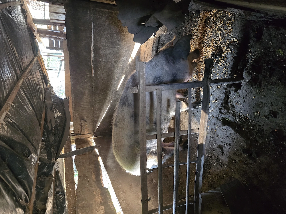 Vand porci de carne
