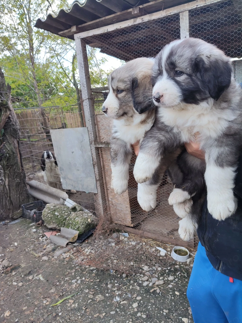 Vand pui ciobanesc carpatin 