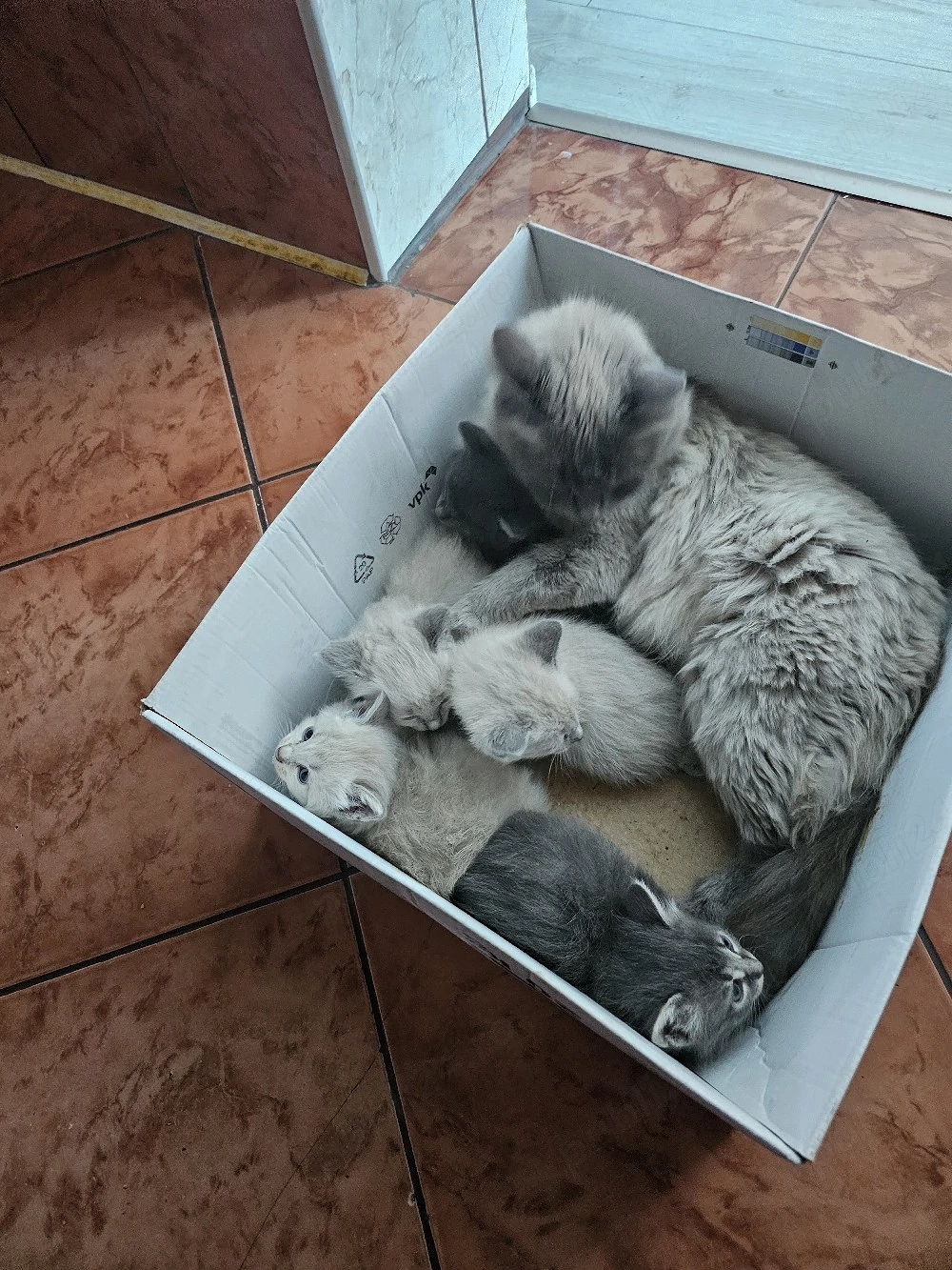 vînd pui se pisici am 5  3 ca pisica 2gri preț 600 și cei gri 300 tel   sunt de vîndut pest