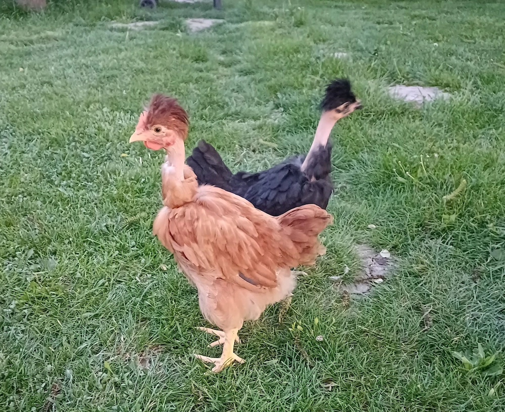 Pui motati de vanzare