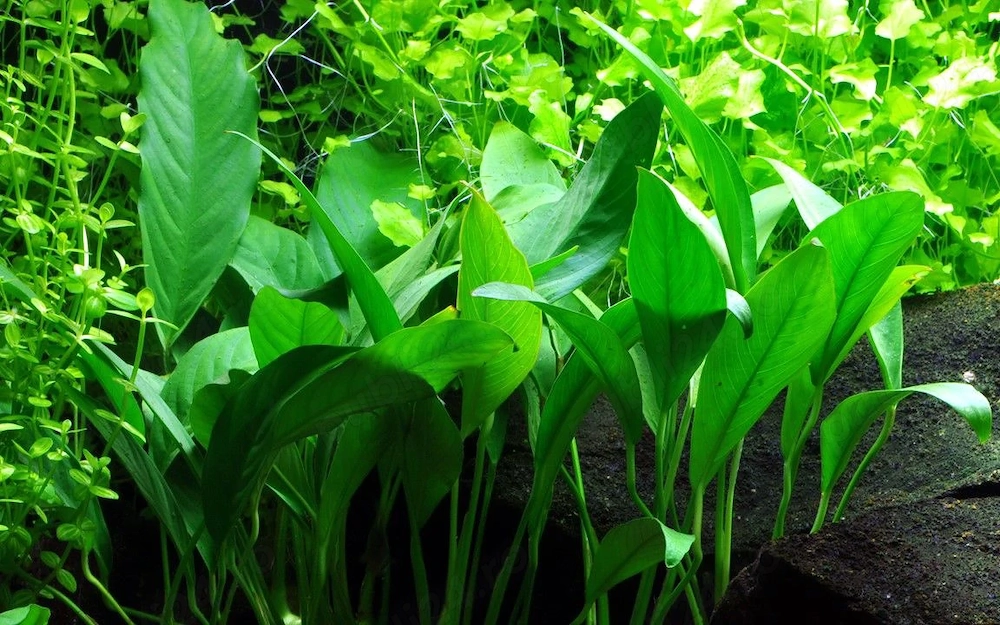 Plante acvariu pentru începători.