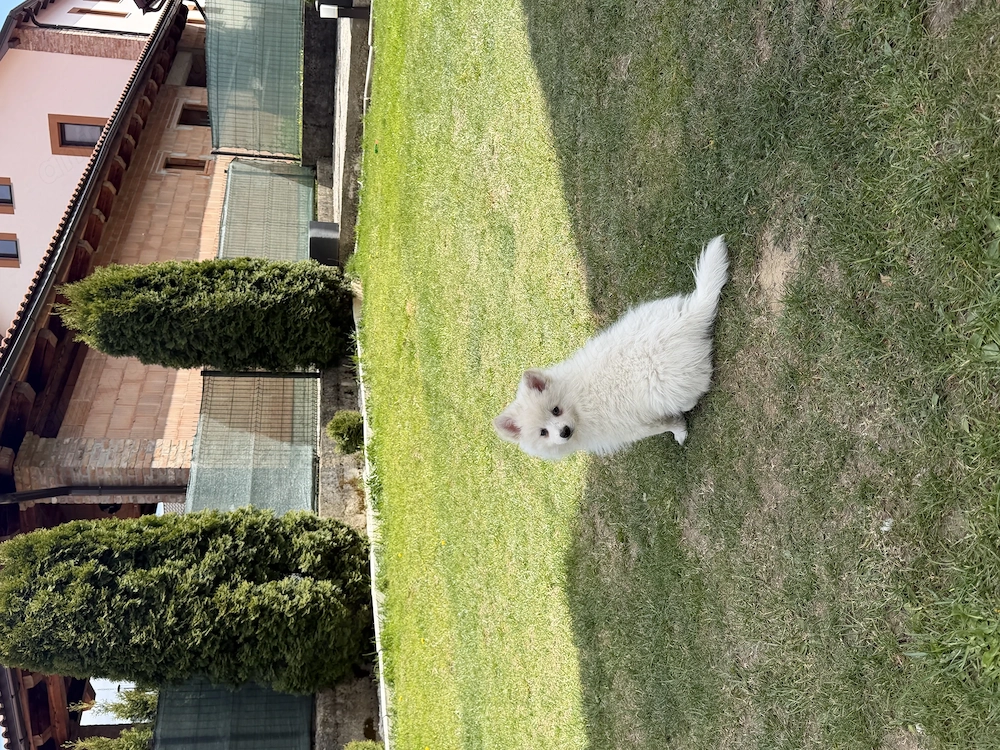 Pomeranian Spitz 