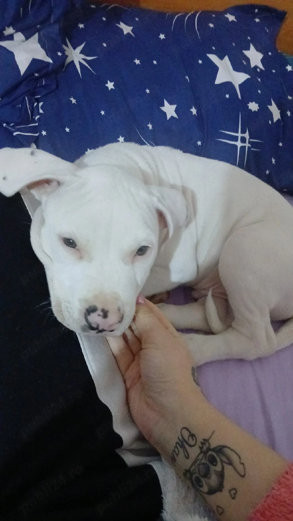 vand amstaff 