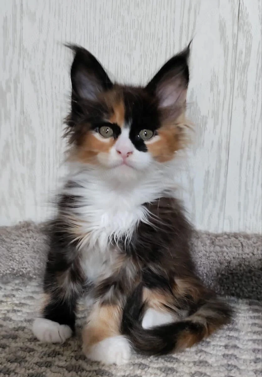 Puiut Maine coon 