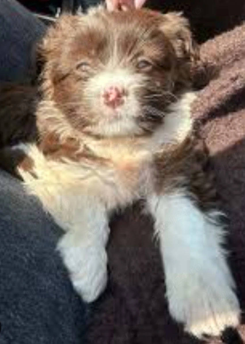 O rază de soare cu lăbuțe: Micuța noastră domnișoară Maltipoo!