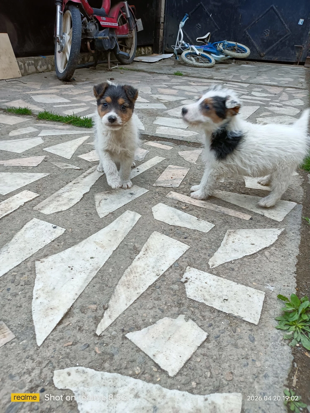Căței foxterier 