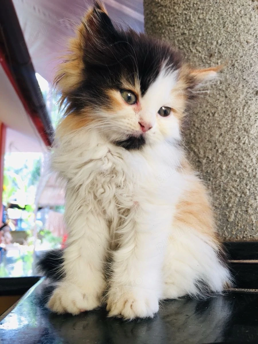 Maine Coon adorabil 