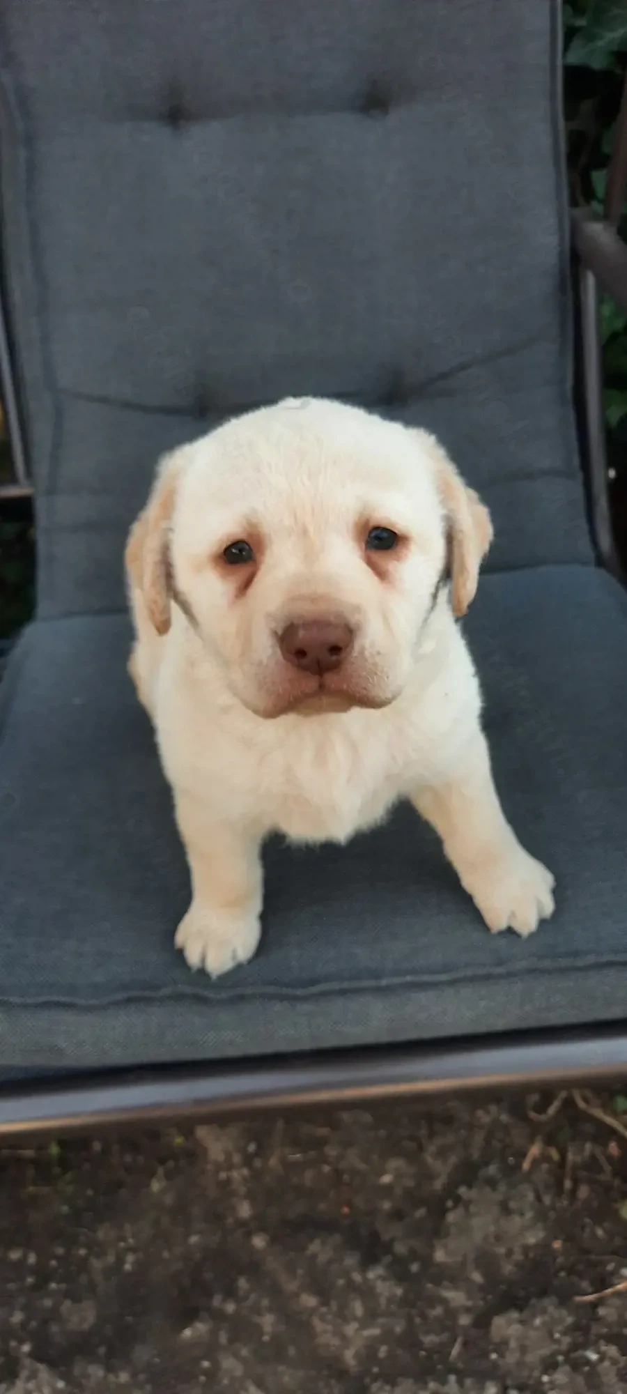 Vand pui de Labrador