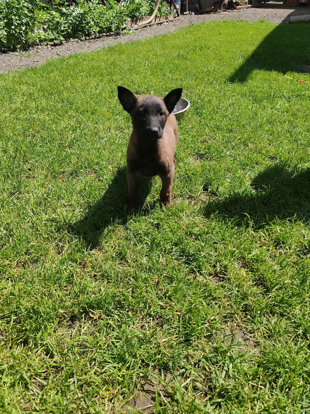 Belgian Malinois 