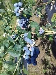  locuri de muncă în spania și olanda   agricultură (sere și solare)