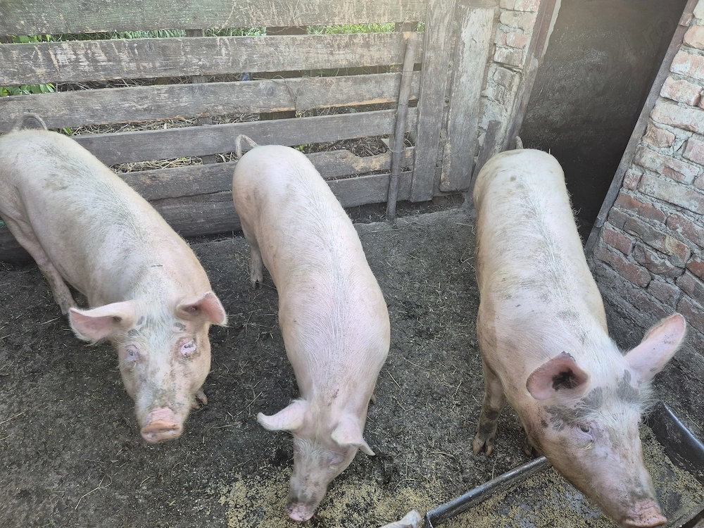 Porci de vanzare