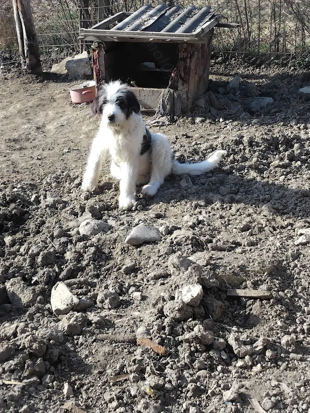 Câine ciobănesc 5 luni