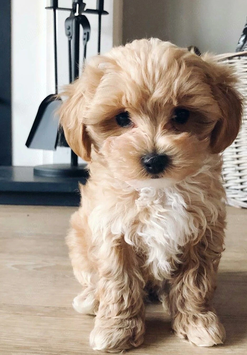 Maltipoo poodle mini toy