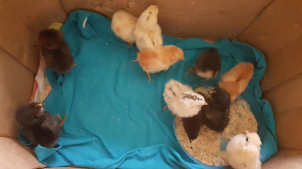 pui scosi de clota,auraucana si ameraucana