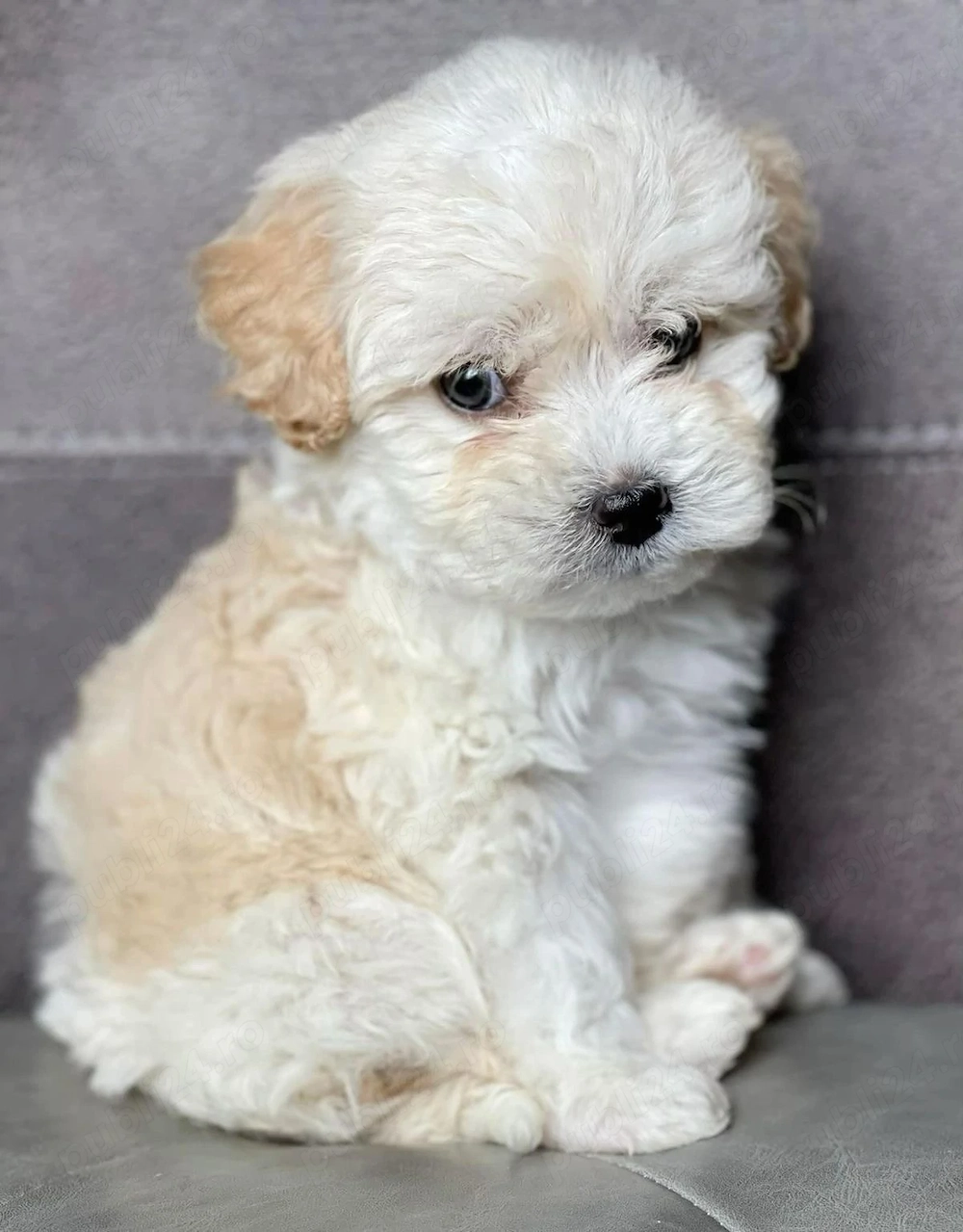 Maltipoo poodle mini toy 