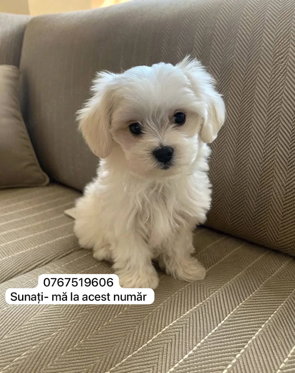 Bichon maltez mini toy 
