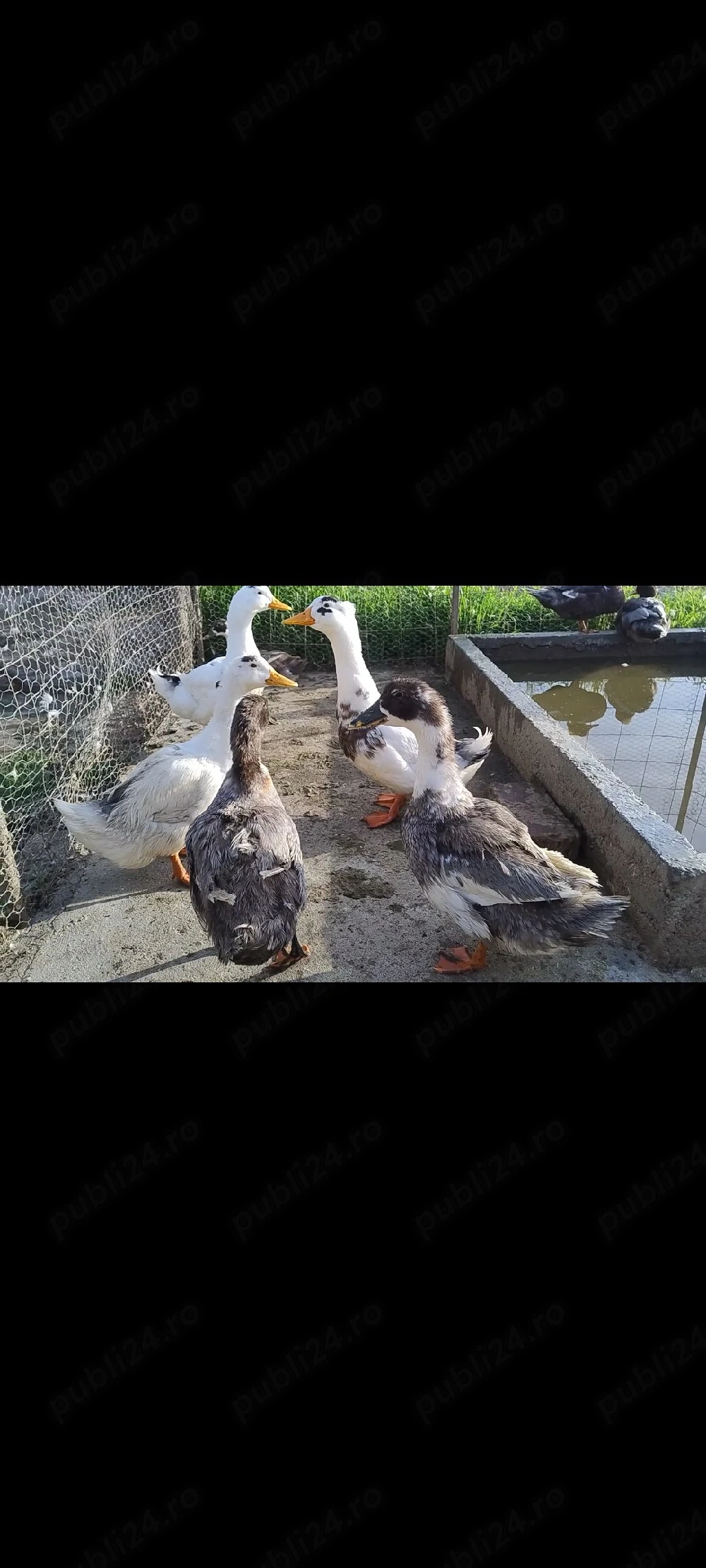 vand sau schimb rate măcănitoare 