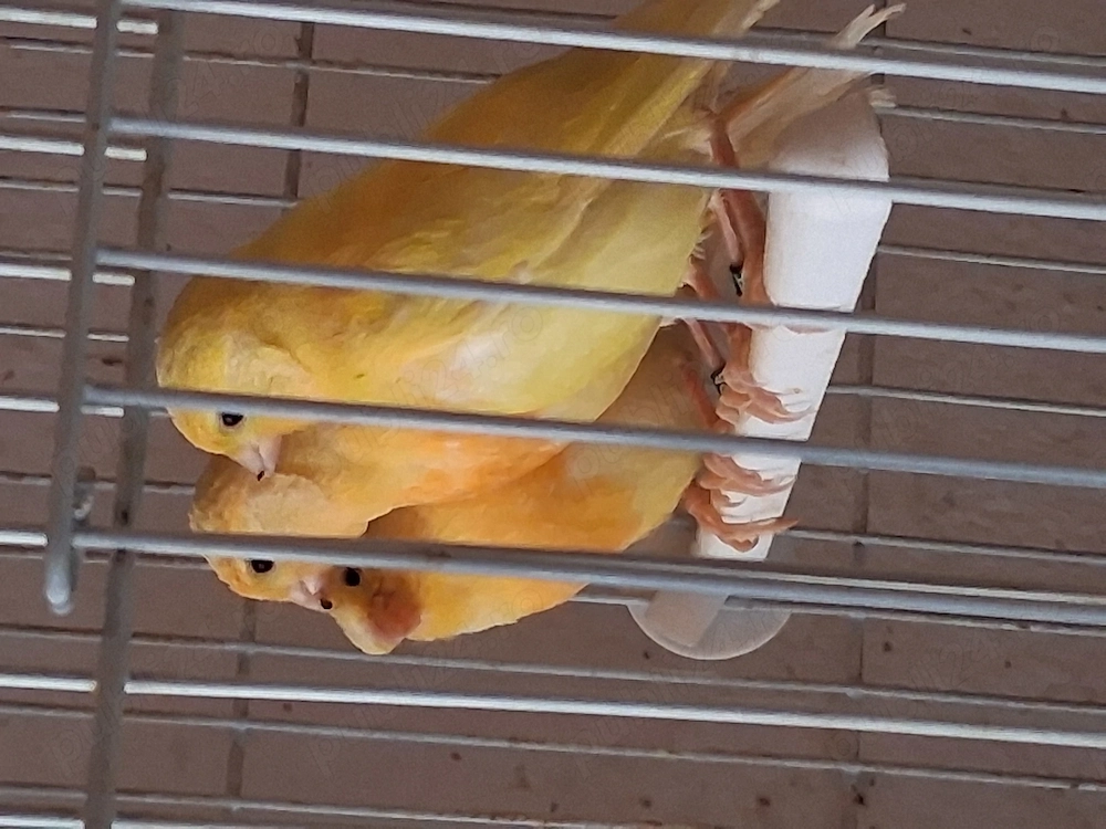 Canari 2026 de vanzare