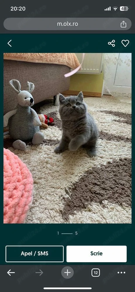 british shorthair,asigur transport!